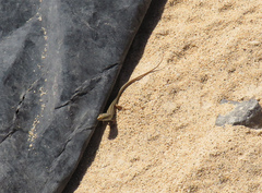 Chioninia spinalis salensis