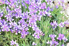 Lathyrus magellanicus