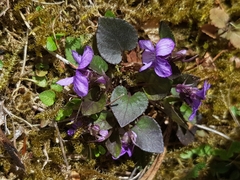 Viola rupestris