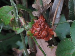 Andricus dentimitratus