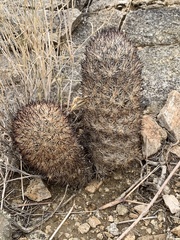 Escobaria alversonii