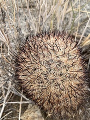 Escobaria alversonii