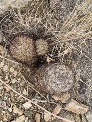 Escobaria alversonii