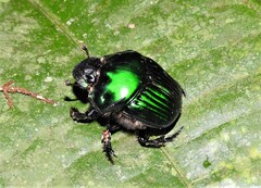 Oxysternon conspicillatum