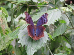 Protogoniomorpha temora temora