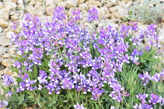 Lathyrus magellanicus