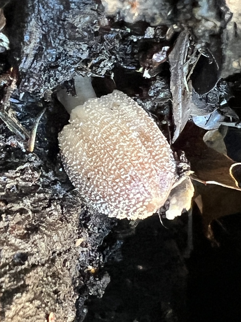 flocculose inkcap from Brandy Rock Way, Redwood City, CA, US on January ...