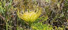 Leucospermum lineare