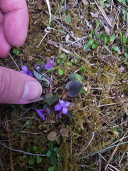 Viola rupestris