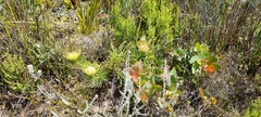 Leucospermum lineare