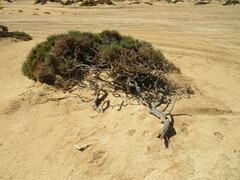 Tamarix senegalensis