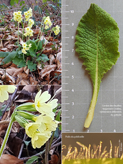 Primula elatior elatior