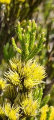 Brunia paleacea