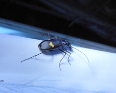 Oxycheila tristis