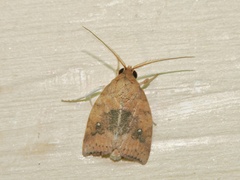 Beara dichromella
