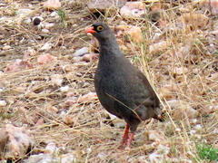Pternistis adspersus