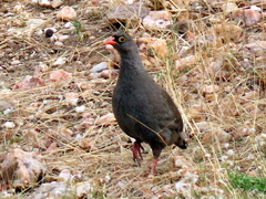 Pternistis adspersus