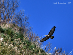 Buteo buteo