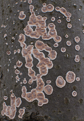Cylindrobasidium evolvens