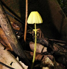 Leucocoprinus