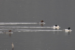 Mergus merganser merganser