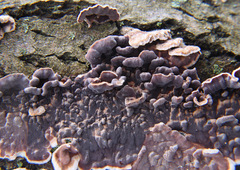 Cylindrobasidium evolvens