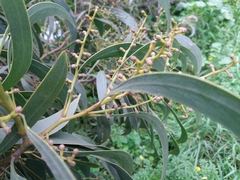 Acacia pycnantha