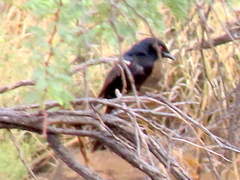 Dicrurus adsimilis apivorus