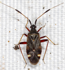 Closterotomus biclavatus