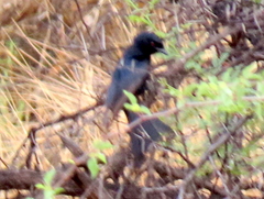 Dicrurus adsimilis apivorus