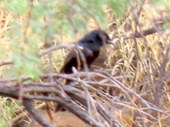 Dicrurus adsimilis apivorus