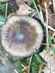 Pseudoclitocybe