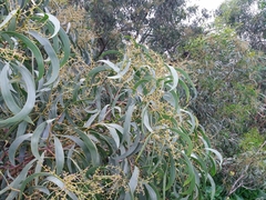Acacia pycnantha