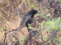 Dicrurus adsimilis apivorus