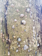 Exidia thuretiana
