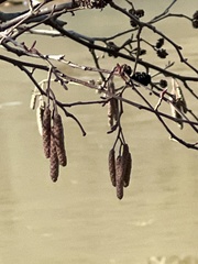 Alnus glutinosa