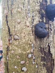 Exidia thuretiana