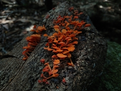 Favolaschia