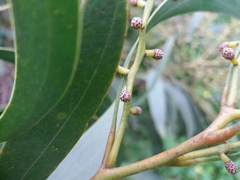Acacia pycnantha