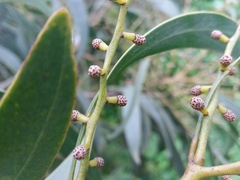Acacia pycnantha
