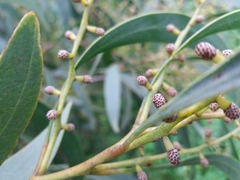 Acacia pycnantha