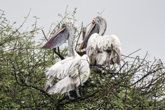 Pelecanus philippensis