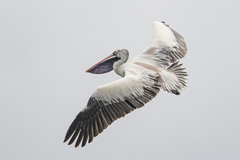 Pelecanus philippensis