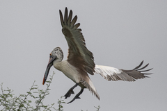Pelecanus philippensis