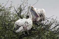 Pelecanus philippensis