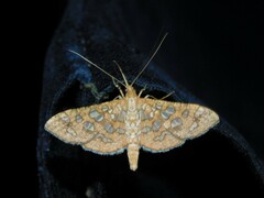 Nausinoe geometralis
