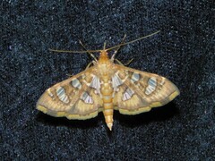 Nausinoe quadrinalis