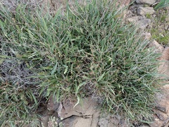 Launaea lanifera