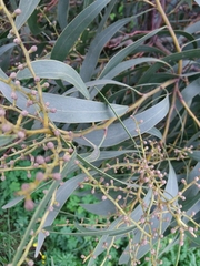 Acacia pycnantha