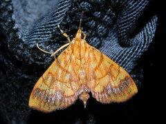 Cryptosara caritalis